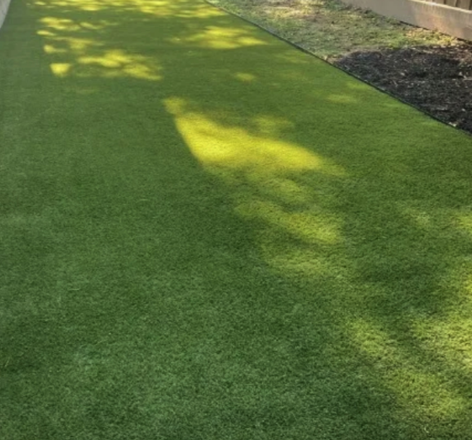 Side yard turf after restoration