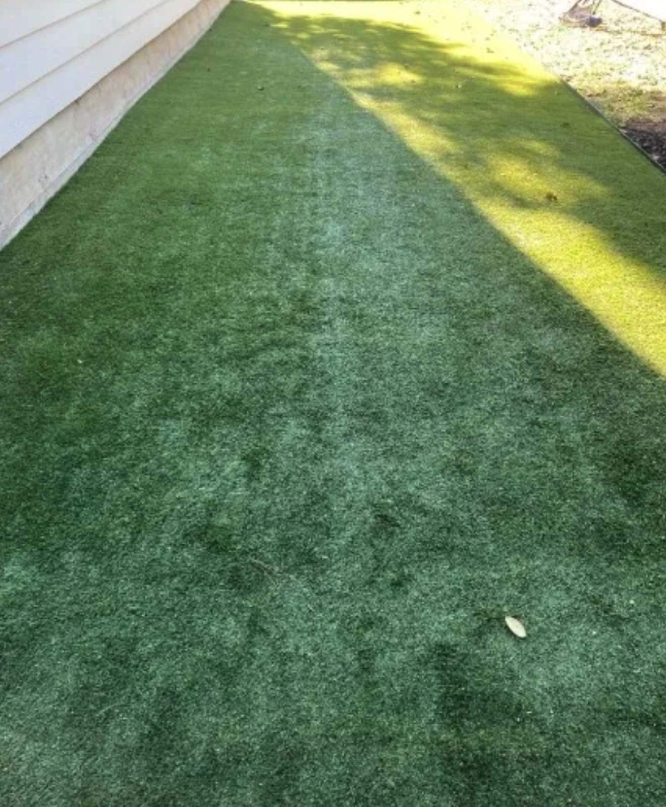 Side yard turf before restoration