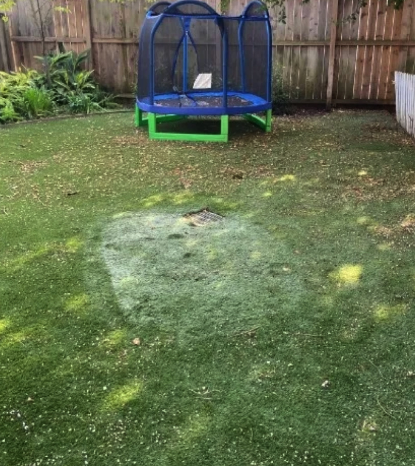 Backyard turf before deep cleaning