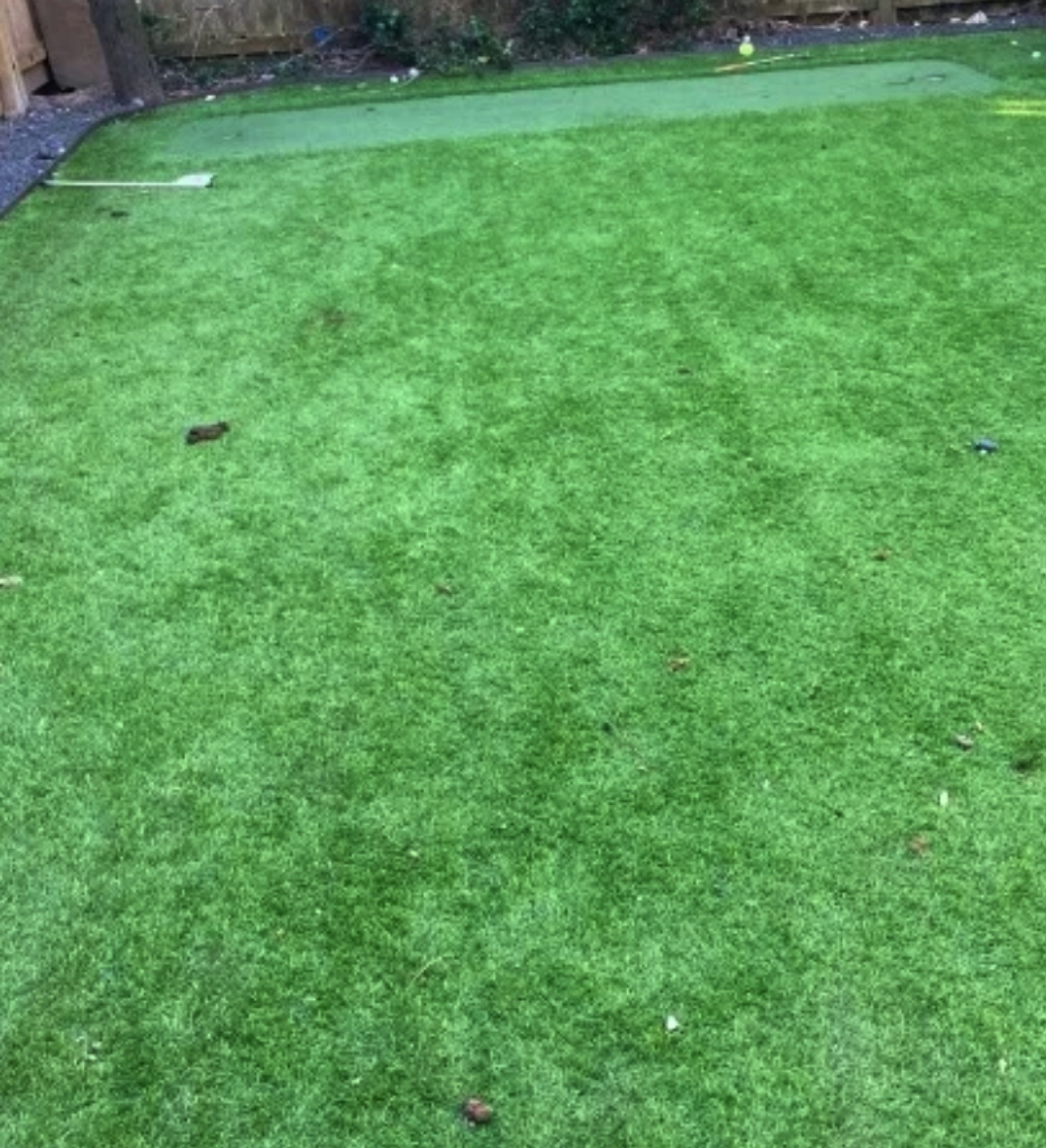Backyard putting green before refresh
