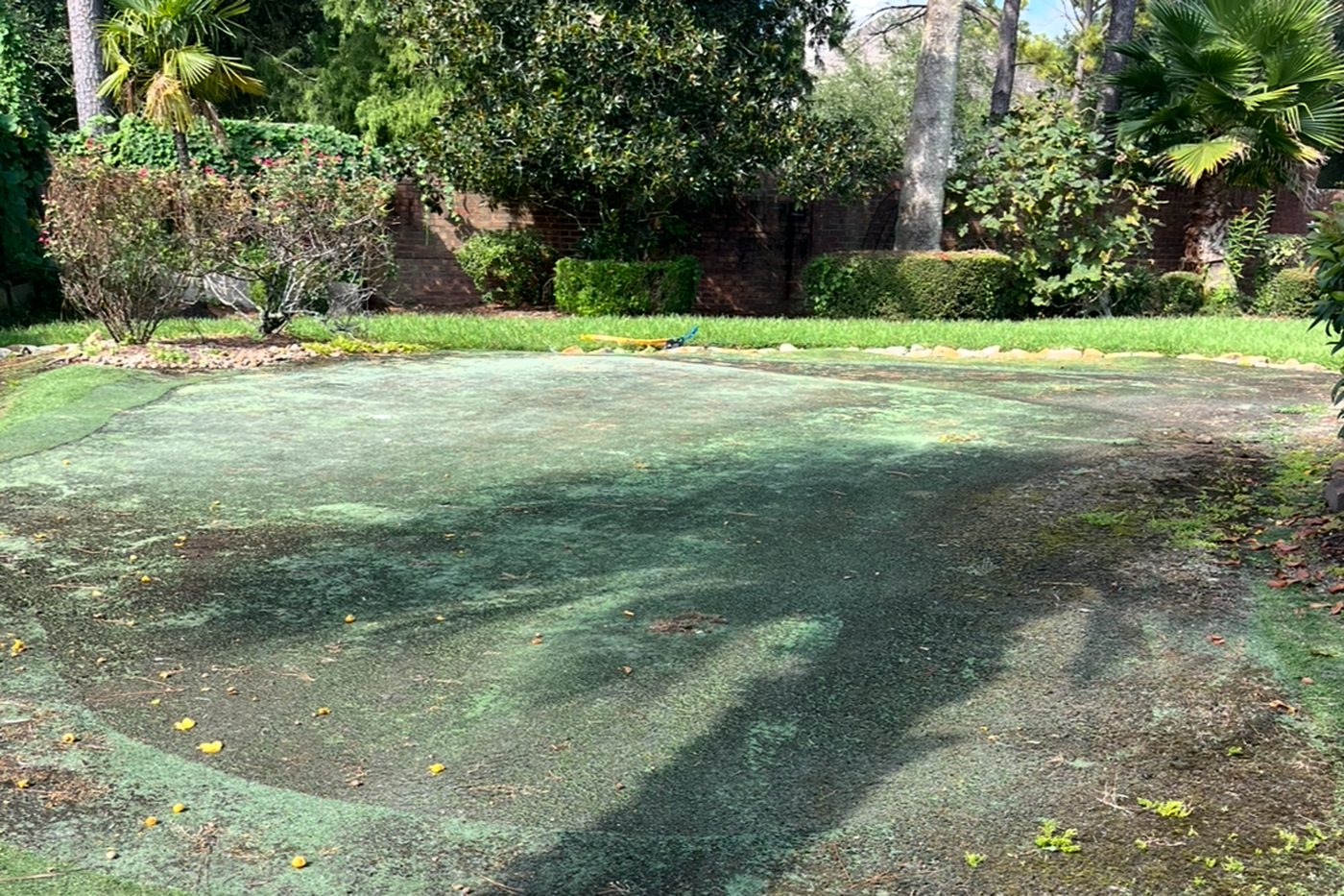 Putting green overrun with moss and weeds before restoration